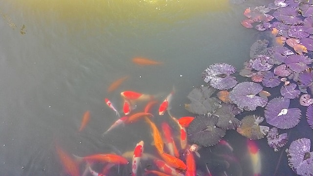 P_20161113_082556.jpg